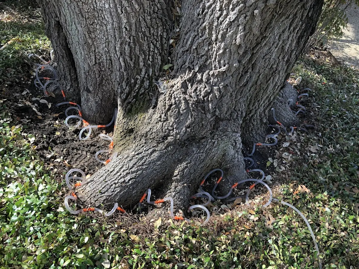 Detailed Tree Cabling and Bracing job site in Jim Falls