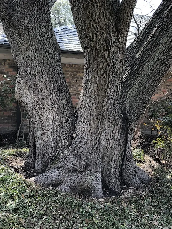 Mature heritage tree close to a Jim Falls property cared for by certified arborists